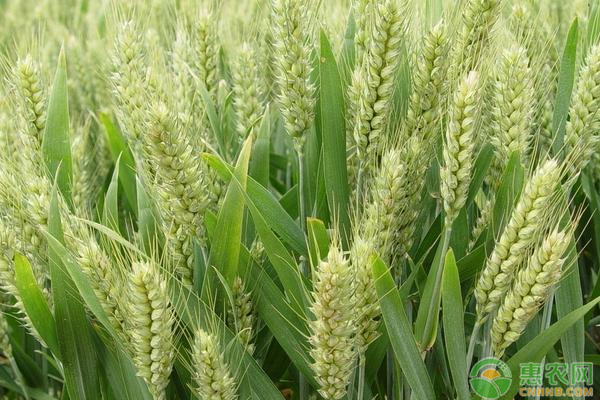 今日小麦价格多少钱一斤？5月小麦价格行情预测
