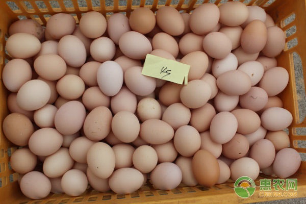 5月鸡蛋价格行情预测