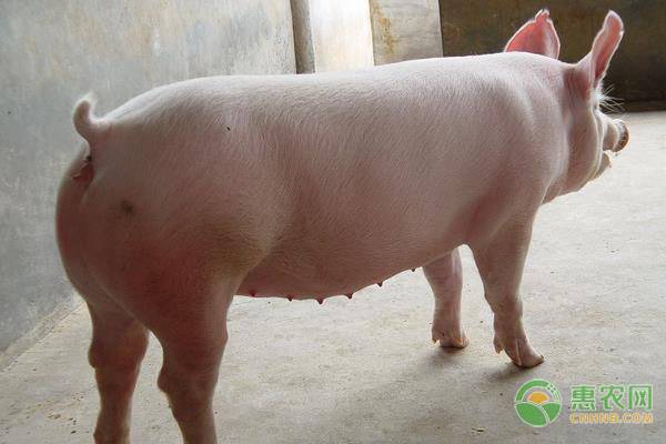 今日活猪价格多少钱一斤？5月活猪行情走势分析