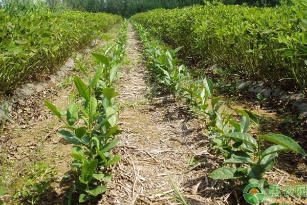 茶叶的种植方法都有哪些步骤？
