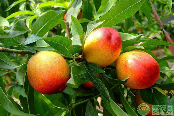 油桃什么时候种植比较好？