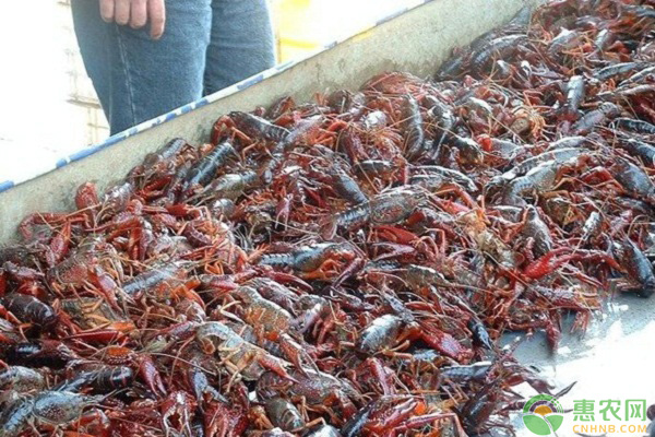 五一前3天上海吃掉24万只小龙虾怎么回事？附小龙虾最新价格