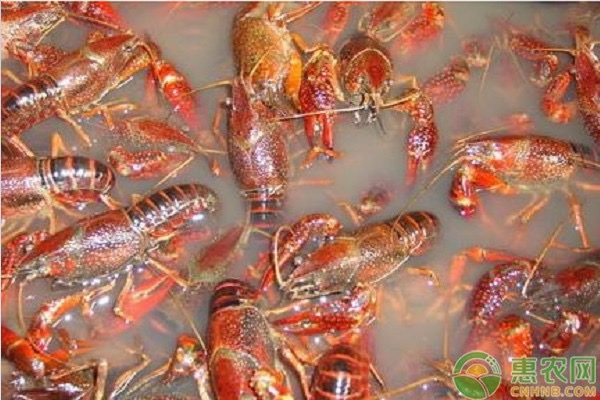 淡水小龙虾养殖需要掌握哪些技术要点？