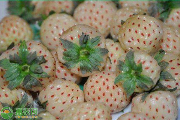 菠萝莓多少钱一斤？什么时候上市？