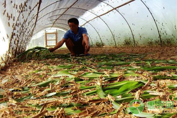印度遭遇蝗虫疫情双重灾难是什么情况？中国现代农业前景预测