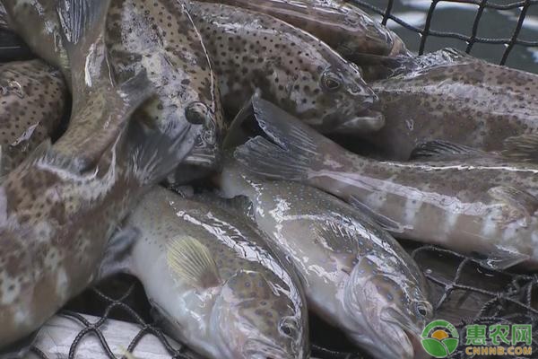 石斑鱼养殖的环境要求有哪些？