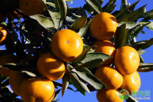 柑橘裂果是什么原因？柑橘裂果有哪些防治措施?