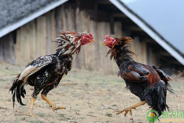 智利斗鸡的养殖周期是多久？喂养什么饲料？