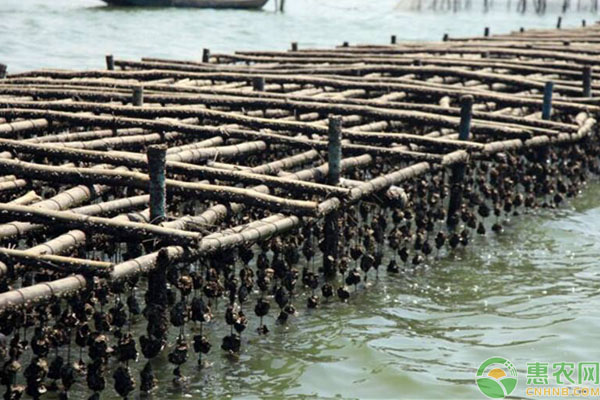 海蛎养殖场地如何建设？