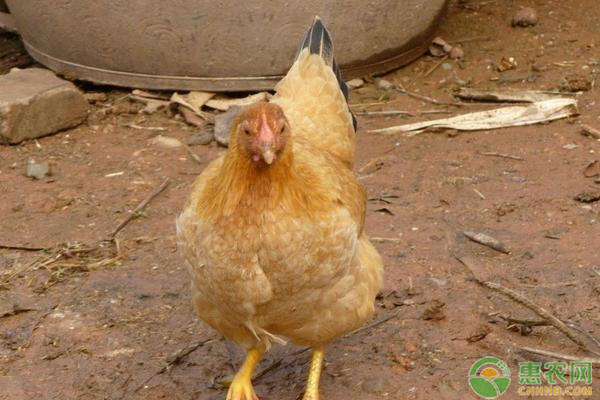 山东鸡蛋价格创年内新低，未来蛋鸡养殖还有前景么？