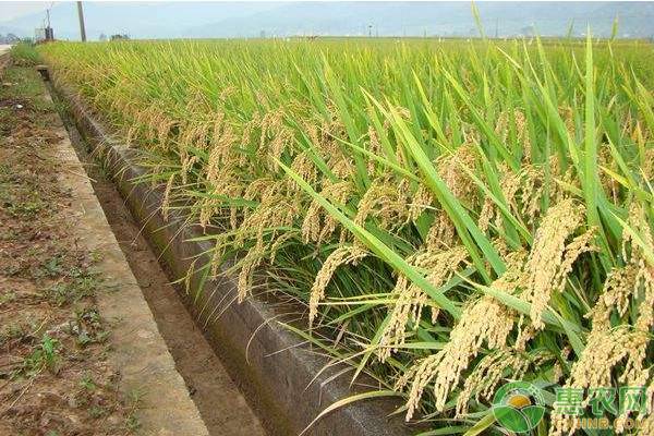 2020年6月水稻价格行情预测