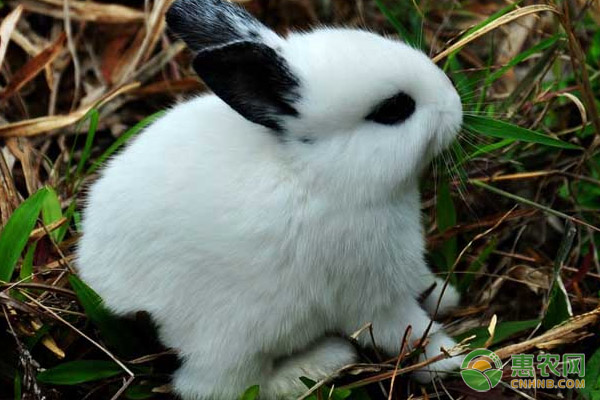 幼兔快速育肥有什么方法？