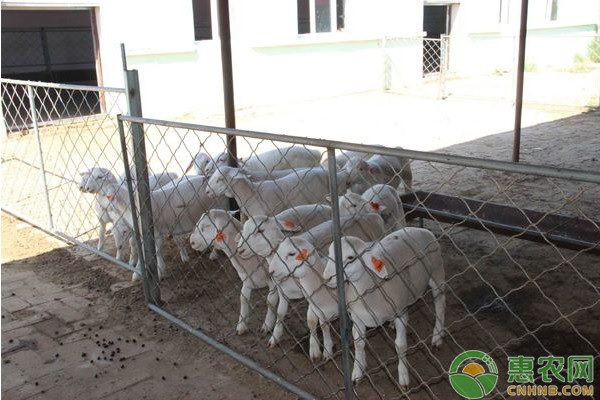 圈养100只羊一年的利润是多少？如何有效减少养殖成本？