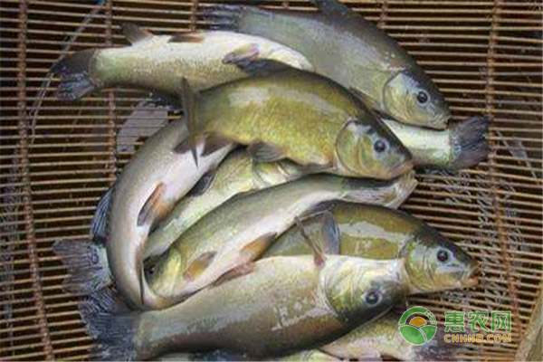 丁桂鱼的市场价格多少钱一斤？养殖前景怎样？（附养殖技术）