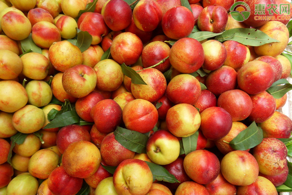 2020油桃多少钱一斤？今年油桃价格低原因分析