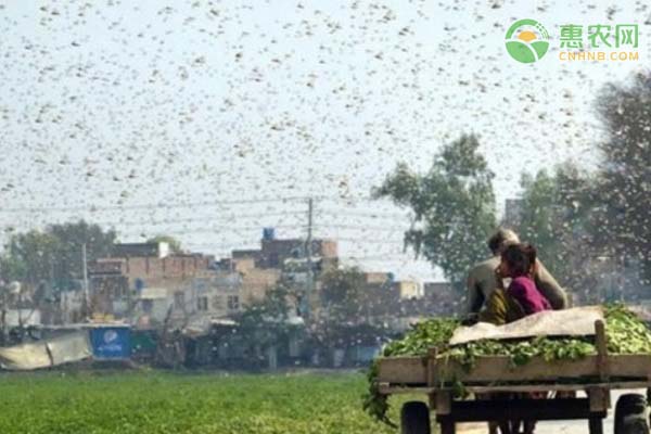 印度首都多地出现大量蝗虫群！大规模蝗虫群是如何形成的？