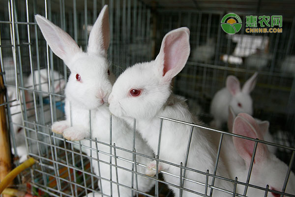 养殖兔子投资多少钱？现在还可以养殖吗？