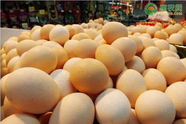 鸡蛋多少钱一个？如何选到优质鸡蛋？