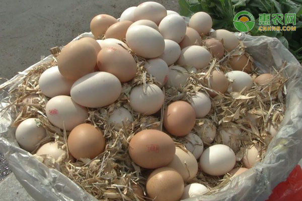 鸡蛋批发价月内涨近三成，后期走势如何？（附最新蛋价）