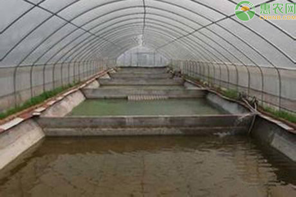 大棚养殖泥鳅一年能养几茬？一亩成本利润是多少？