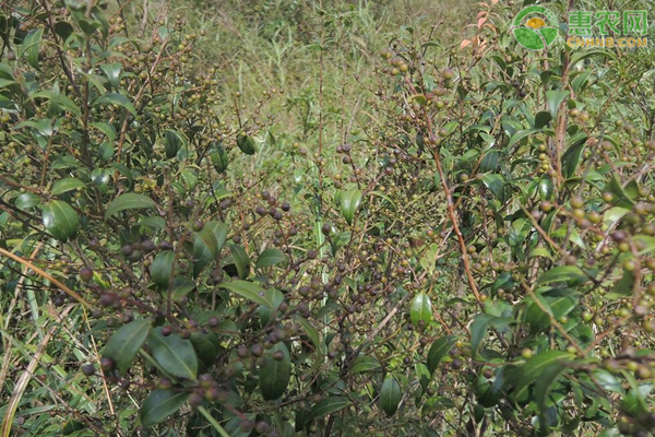 乌饭果价格多少钱一斤？乌饭果种植前景分析（附乌饭果种植技术）