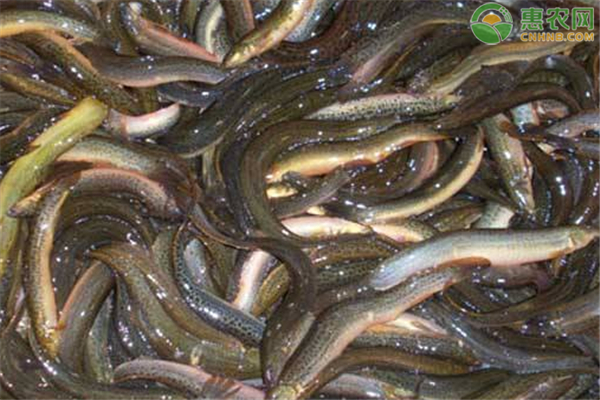 泥鳅一亩的真实产量，泥鳅养殖利润分析