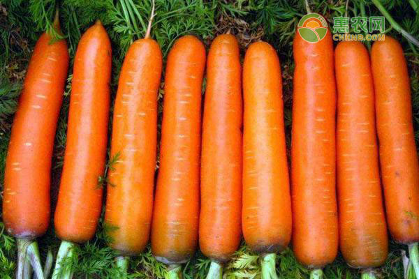 胡萝卜发芽了还能吃吗？有哪些保存方法？