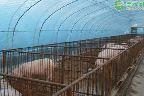 大棚养猪建设需要多少钱？有何优缺点？
