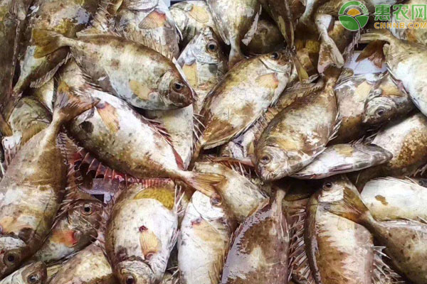 泥猛鱼价格多少钱一斤？可以人工养殖吗？