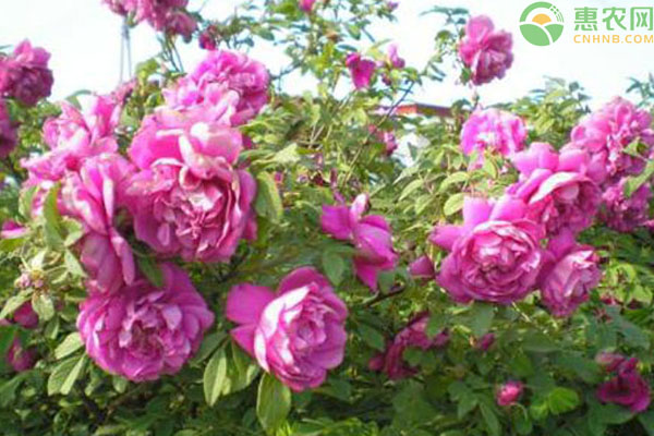 四季玫瑰价格多少钱一棵？如何养护四季玫瑰？