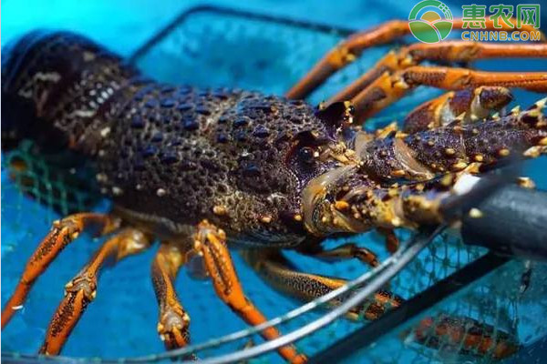 澳洲龙虾多少钱一斤？怎么做才好吃？