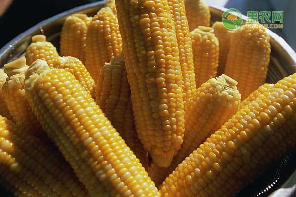我国玉米亩产突破1663.25公斤，2020年哪些玉米品种高产？