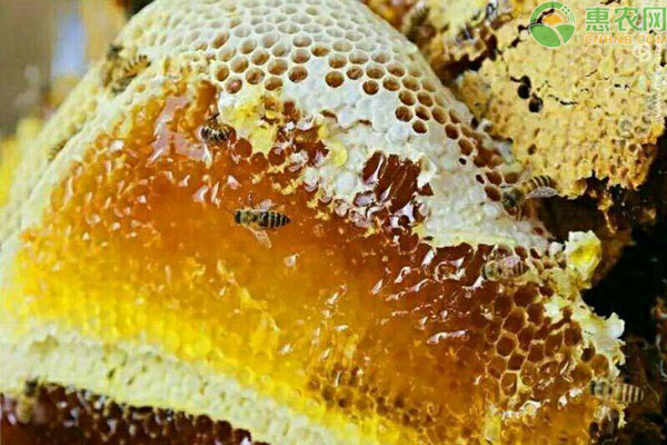 土蜂蜜多少一斤？跟普通蜂蜜有什么区别？