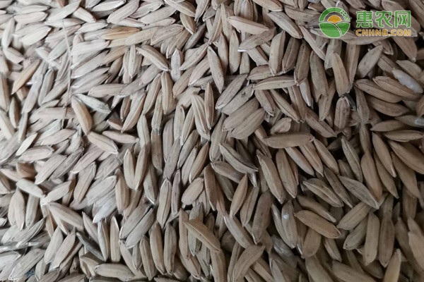 今年的稻子卖多少元一斤？2021最新稻谷价格走势是怎样？