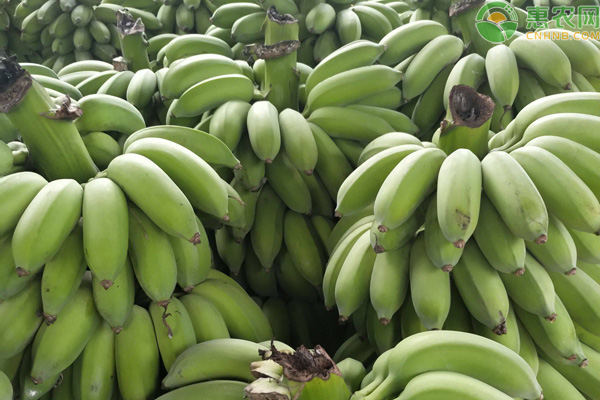 海南蕉价格多少钱一斤？为什么贵？