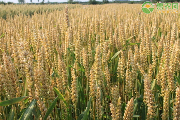 2020小麦现货价格行情如何？小麦为何不会大幅上涨？