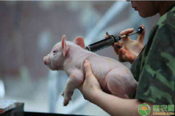 湖南省建成100个生物安全防护示范猪场
