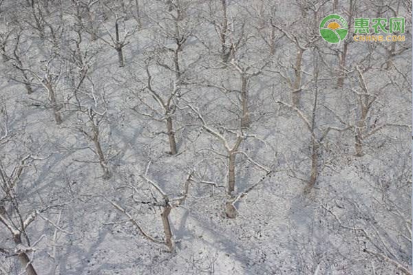长汀县农业农村局五措施应对低温寒潮