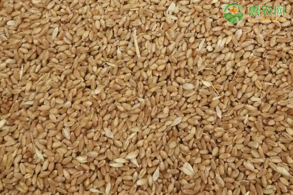 今日小麦价格多少钱一斤？小麦今日行情预测