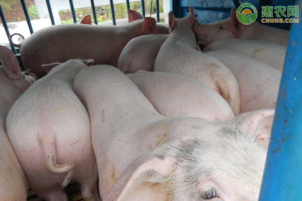 2021年全国最新生猪价格行情，生猪价格降了！