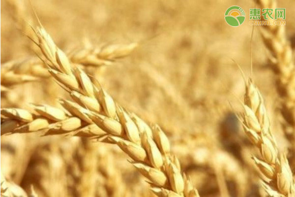 2021年2月小麦价格最新行情预测及走势分析