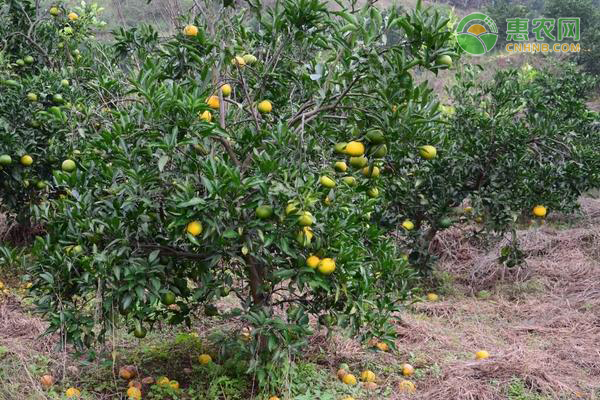 巴西柑苗多少钱一株？巴西柑和沃柑区别是什么？