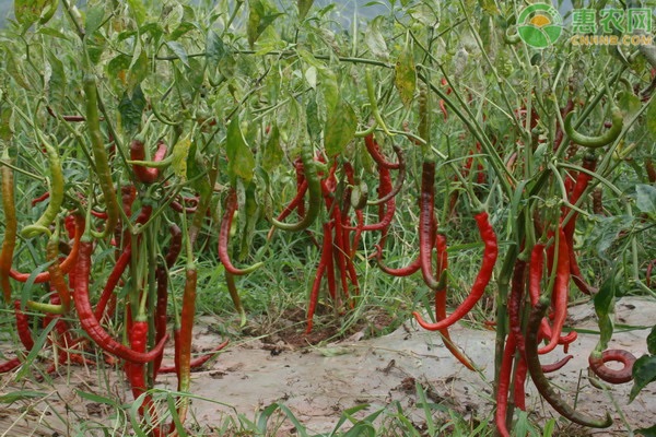 最贵的八大辣椒品种