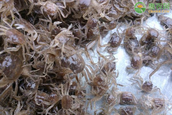 2021年河蟹价格多少钱一斤？河蟹养殖前景分析