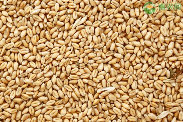 2021年3月小麦价格最新行情预测及走势分析