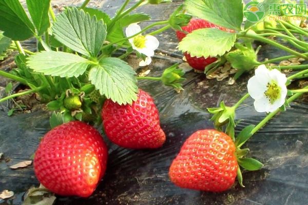 温室草莓种植，具体用肥的方法都有哪些？
