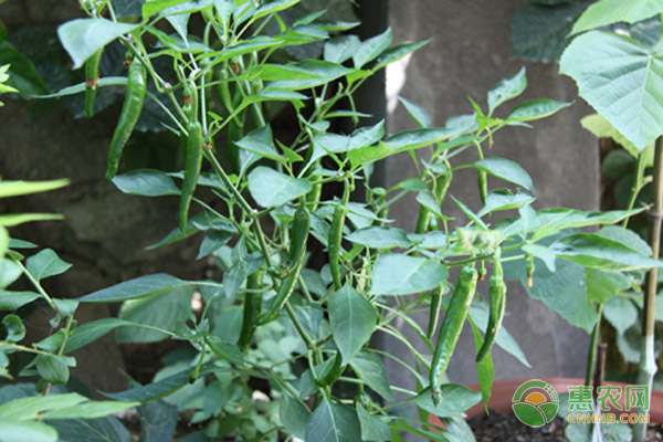 种植辣椒在开花结果期，该怎样科学施肥？
