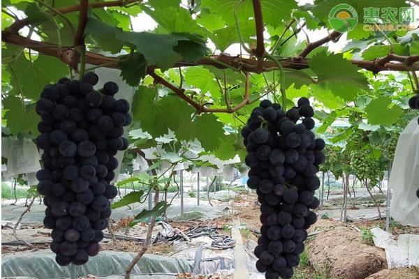 早熟的无核葡萄品种有哪些？