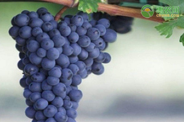 红葡萄品种大全