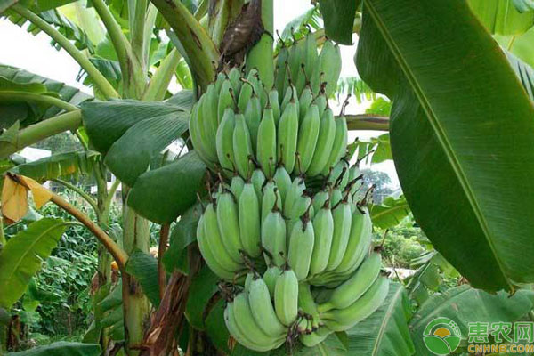 芭蕉是水果吗？和香蕉有什么区别？